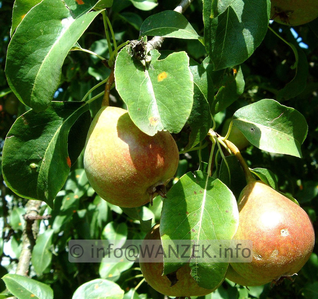 Birne Petersbirne 01.jpg